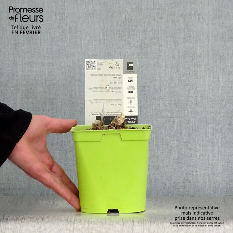 Example of Hosta First Frost Pot van 2 l/3 l as you get in hiver