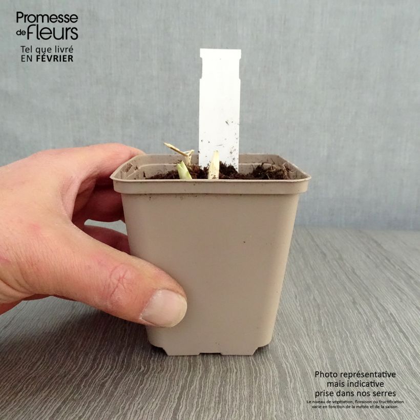 Example of Hosta Fragrant Blue - Hartlelie Kweekpotje van 8/9 cm as you get in hiver