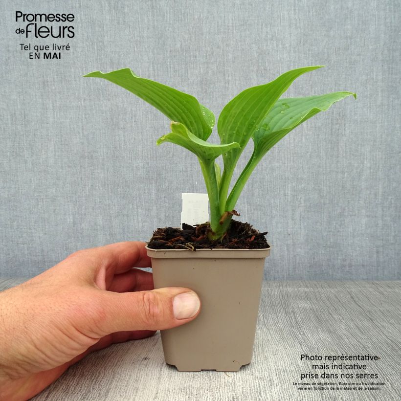 Exemplaar van Hosta Fragrant Blue - Hartlelie Kweekpotje van 8/9 cm zoals geleverd in de lente