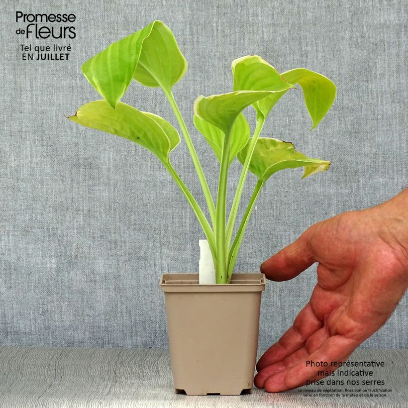 Exemplaar van Hosta Fragrant Bouquet - Hartlelie Kweekpotje van 8/9 cm zoals geleverd in de zomer