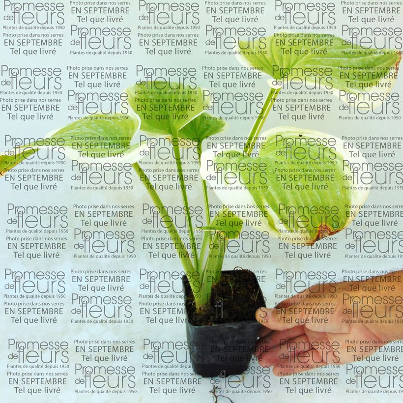 Voorbeeld van een exemplaar van Hosta Fragrant Dream - Hartlelie Kweekpotje van 8/9 cm zoals geleverd