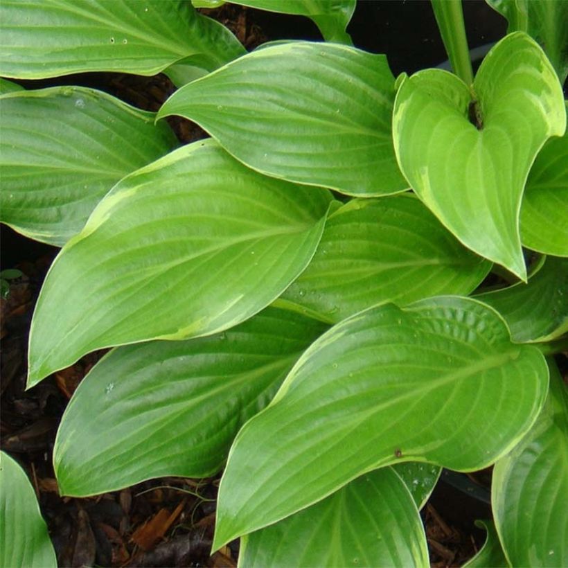 Hosta Fragrant Fire - Hartlelie (Foliage)