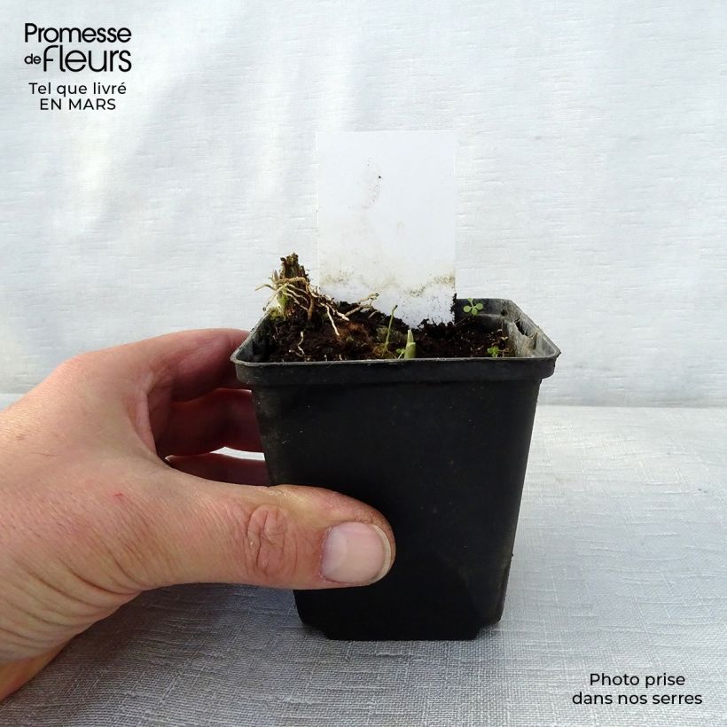 Exemplaar van Hosta Fragrant Fire - Hartlelie Kweekpotje van 8/9 cm zoals geleverd in de lente