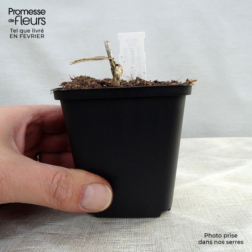 Example of Hosta fortunei Francee Kweekpotje van 8/9 cm as you get in hiver