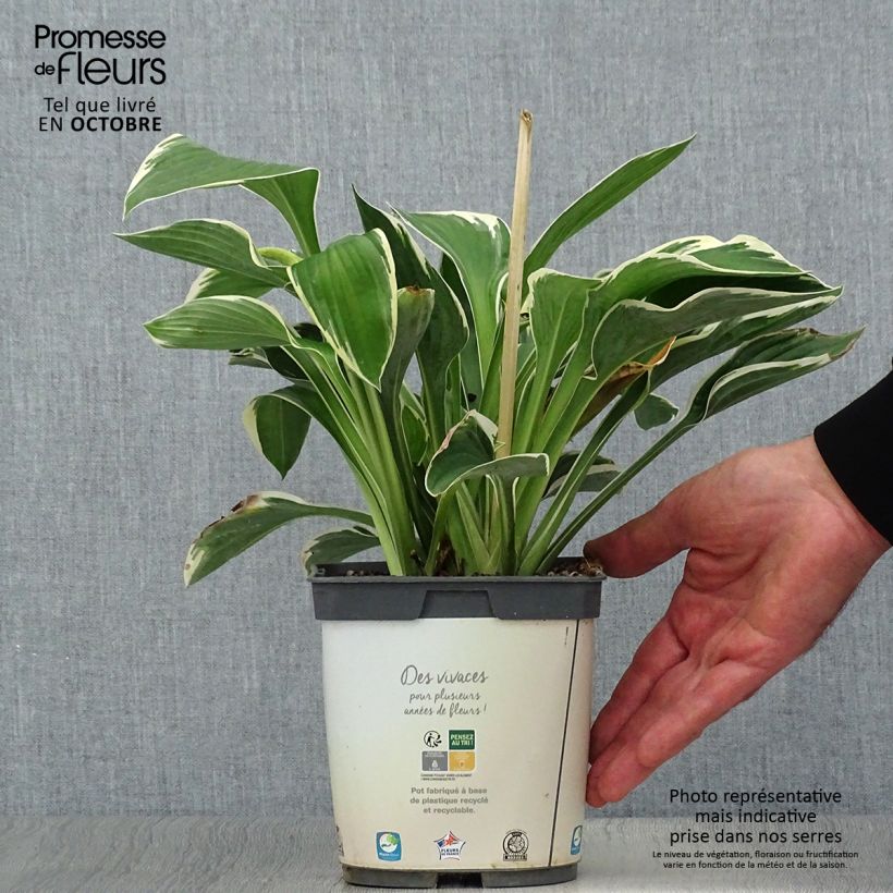 Exemplaar van Hosta fortunei Francee - Hartlelie Pot van 2 l/3 l zoals geleverd in de herfst