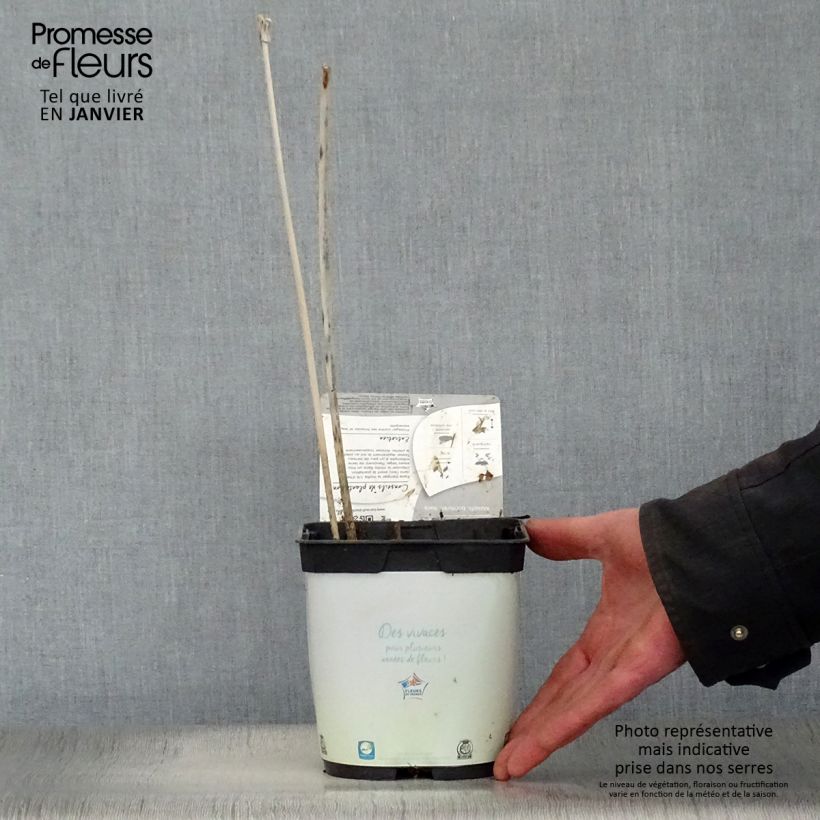 Example of Hosta fortunei Francee Pot van 2 l/3 l as you get in hiver