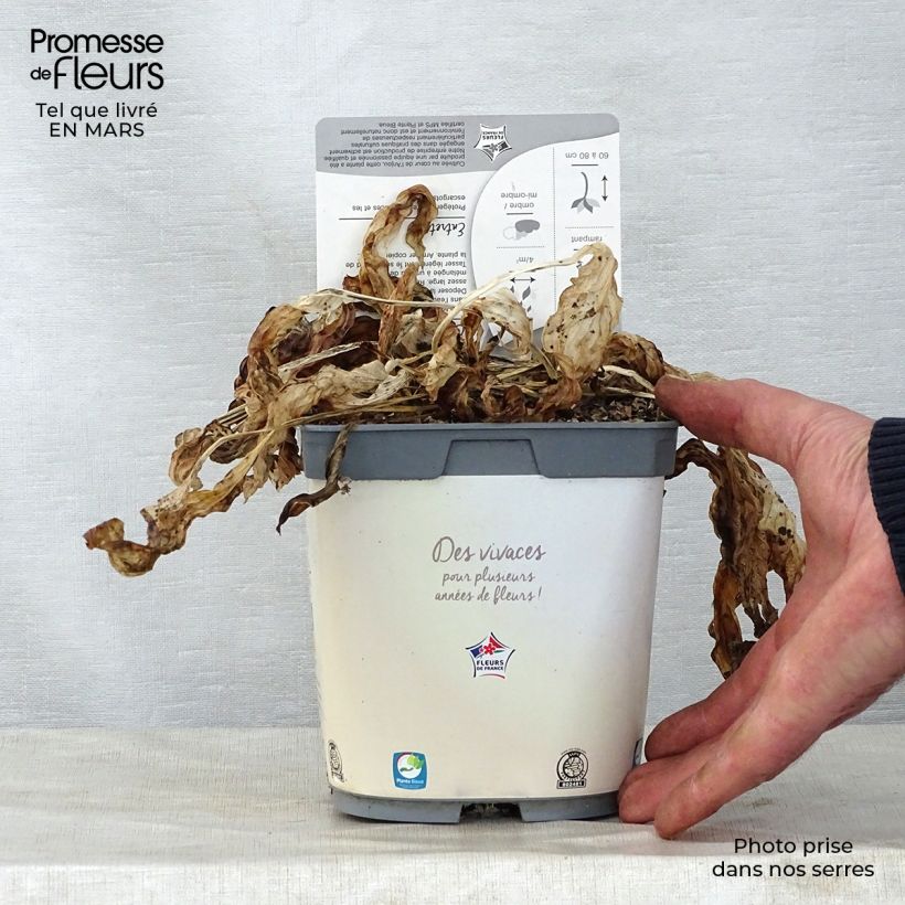 Exemplaar van Hosta fortunei Francee - Hartlelie Pot van 2 l/3 l zoals geleverd in de lente