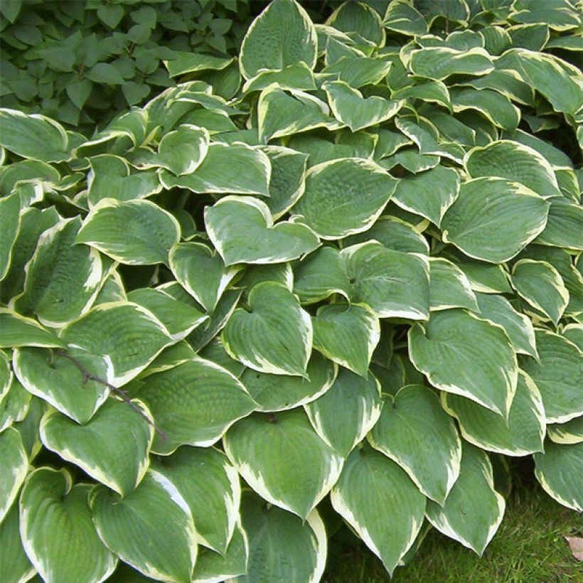 Hosta Fringe Benefit - Hartlelie (Groeiplaats)