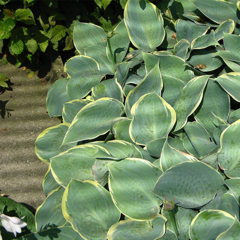 Hosta Frosted Dimples - Hartlelie (Groeiplaats)