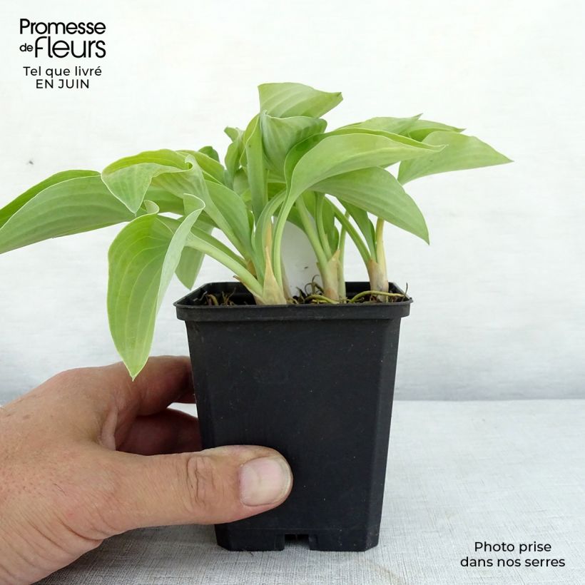 Exemplaar van Hosta Gold Edger - Hartlelie Kweekpotje van 8/9 cm zoals geleverd in de zomer