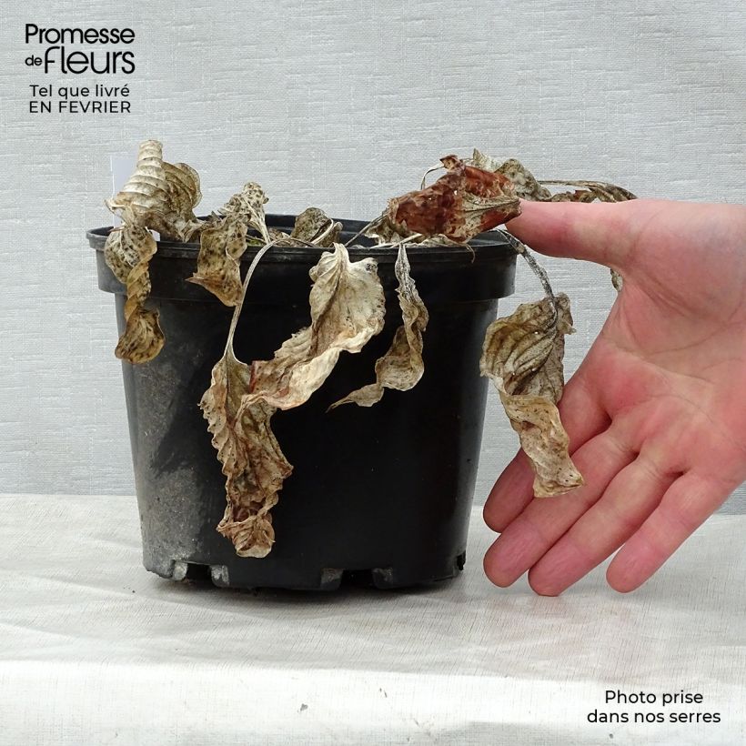 Exemplaar van Hosta Gold Regal - Hartlelie Pot van 2 l/3 l zoals geleverd in de winter