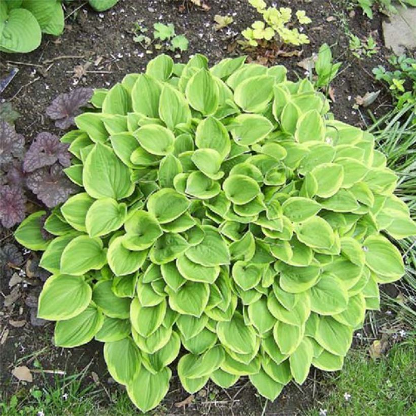 Hosta Golden Tiara - Hartlelie (Blad)