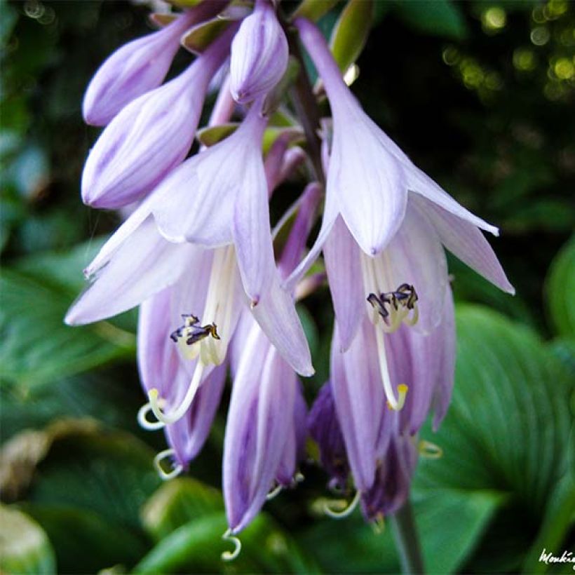 Hosta Golden Tiara - Hartlelie (Bloei)