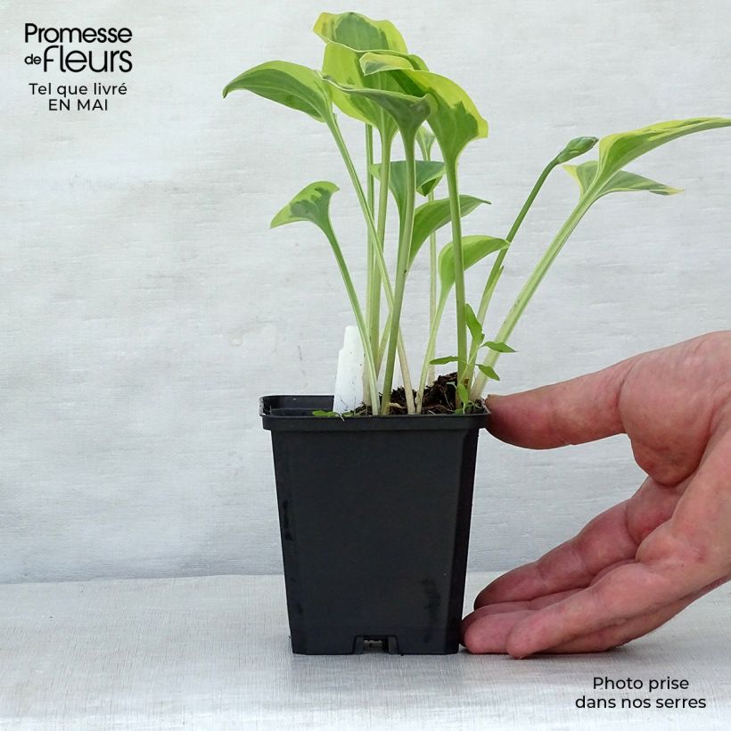 Exemplaar van Hosta Golden Tiara - Hartlelie Kweekpotje van 8/9 cm zoals geleverd in de lente