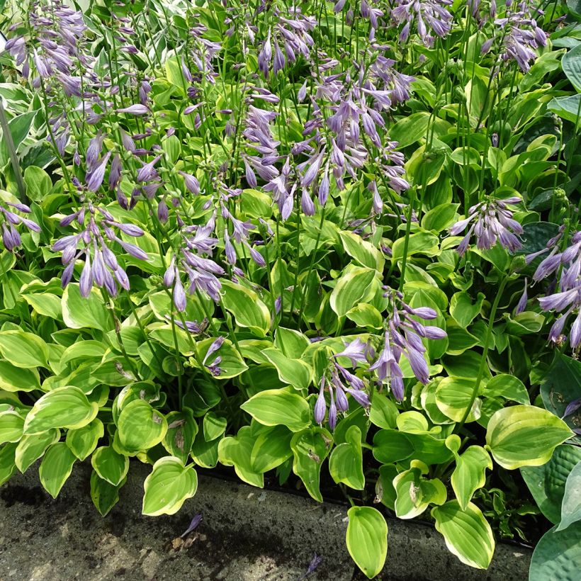 Hosta Golden Tiara - Hartlelie (Groeiplaats)
