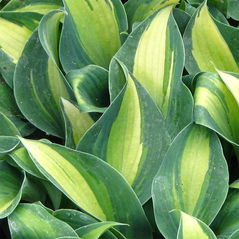 Hosta Grand Marquee - Hartlelie (Foliage)