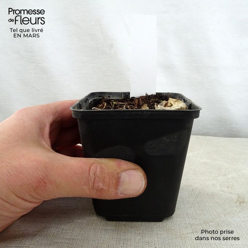 Exemplaar van Hosta Grand Marquee - Hartlelie Kweekpotje van 8/9 cm zoals geleverd in de lente