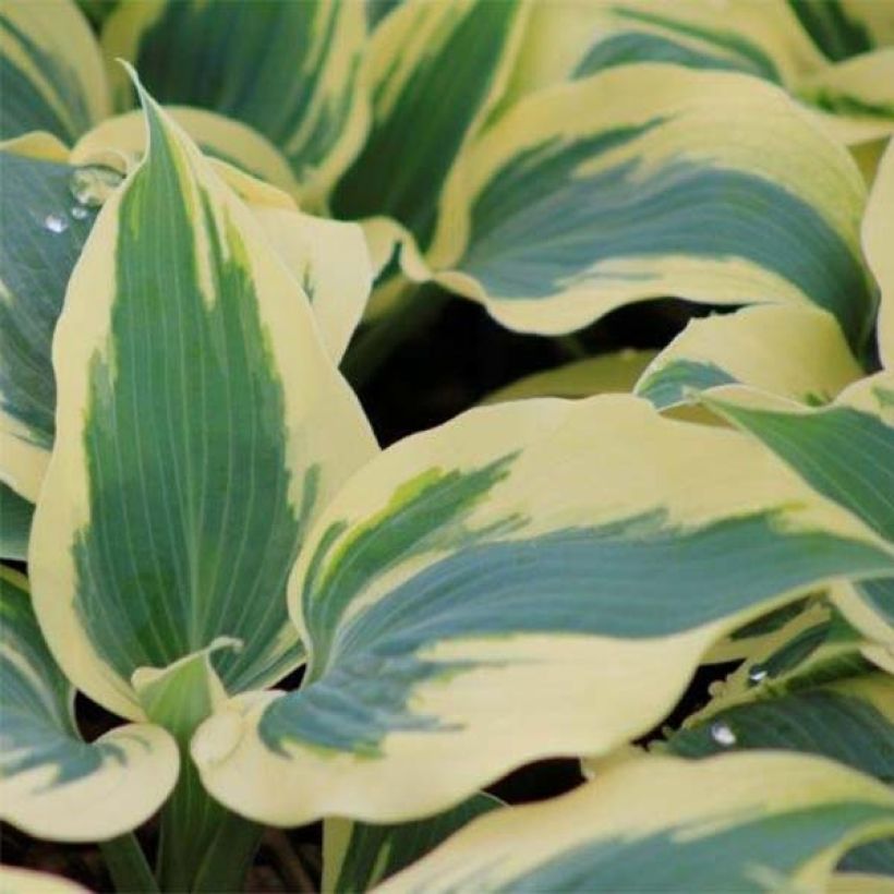 Hosta Great Escape - Hartlelie (Foliage)