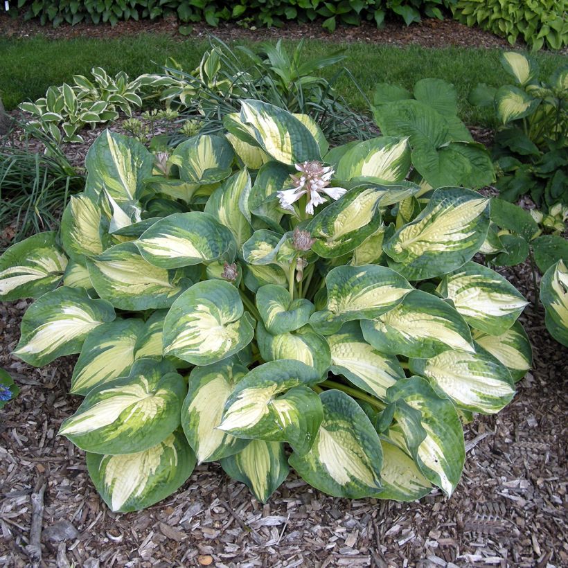 Hosta Great Expectations - Hartlelie (Plant habit)