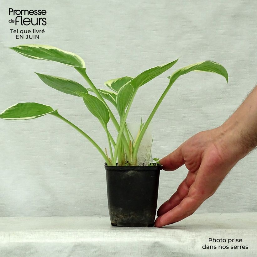 Exemplaar van Hosta Green Gold - Hartlelie Kweekpotje van 8/9 cm zoals geleverd in de zomer