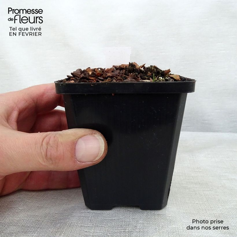 Exemplaar van Hosta Ground Master - Hartlelie Kweekpotje van 8/9 cm zoals geleverd in de winter