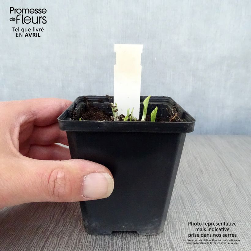 Exemplaar van Hosta Ground Master - Hartlelie Kweekpotje van 8/9 cm zoals geleverd in de lente