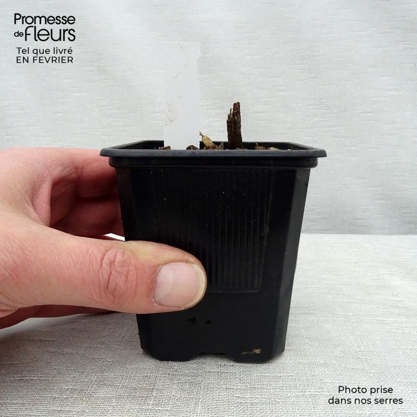 Example of Hosta tardiana Halcyon - Hosta Kweekpotje van 8/9 cm as you get in hiver