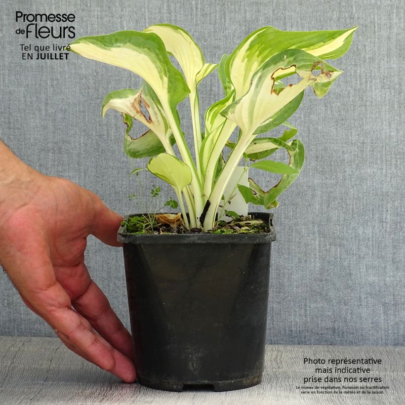 Exemplaar van Hosta Hans - Hartlelie Pot van 1,5 l/2 l zoals geleverd in de zomer