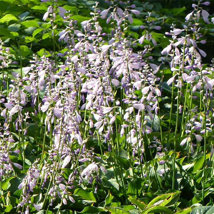 Hosta Harry Van Trier - Hartlelie (Flowering)