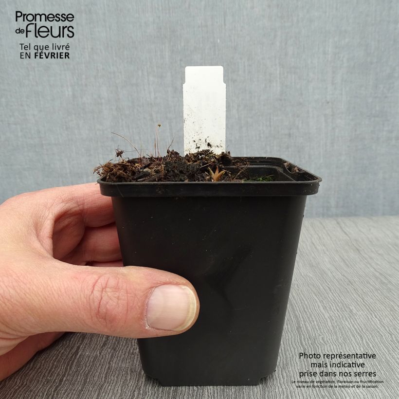 Example of Hosta Harry Van Trier Kweekpotje van 8/9 cm as you get in hiver