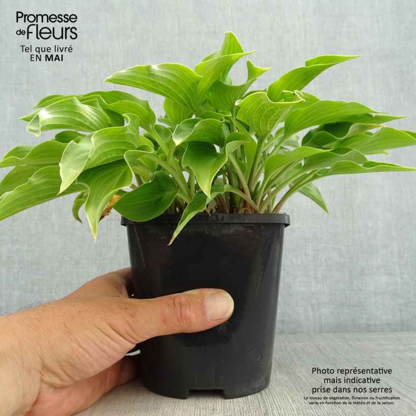 Exemplaar van Hosta Harry Van Trier - Hartlelie Pot van 1,5 l/2 l zoals geleverd in de lente
