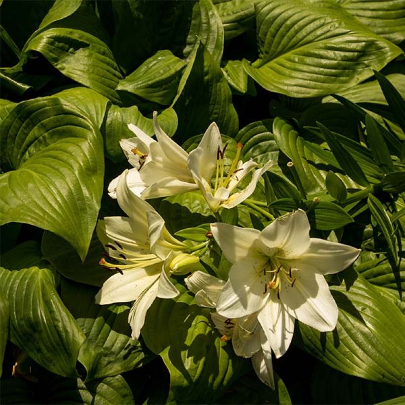 Hosta Honeybells - Hartlelie (Blad)