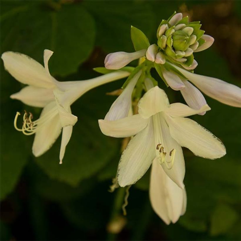 Hosta Honeybells - Hartlelie (Bloei)