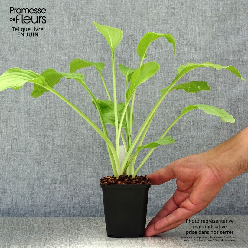 Exemplaar van Hosta Honeybells - Hartlelie Kweekpotje van 8/9 cm zoals geleverd in de zomer