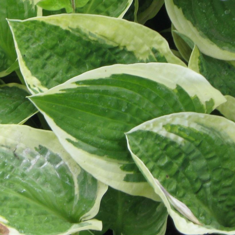 Hosta Honeysong - Hartlelie (Blad)
