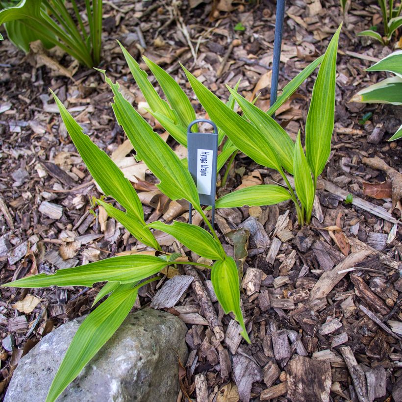 Hosta Hyuga Urajiro - Hartlelie (Groeiplaats)