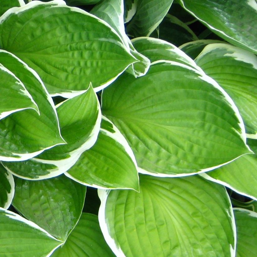 Hosta Julia - Hartlelie (Blad)