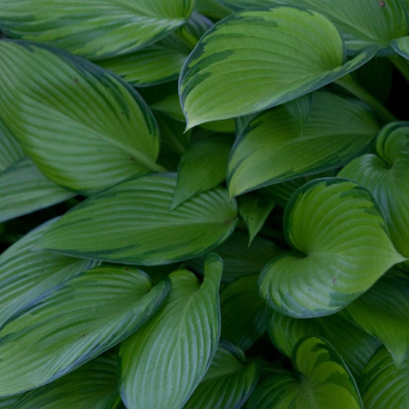 Hosta June Fever - Hartlelie (Foliage)