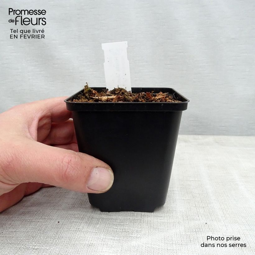 Example of Hosta June Fever Kweekpotje van 8/9 cm as you get in hiver