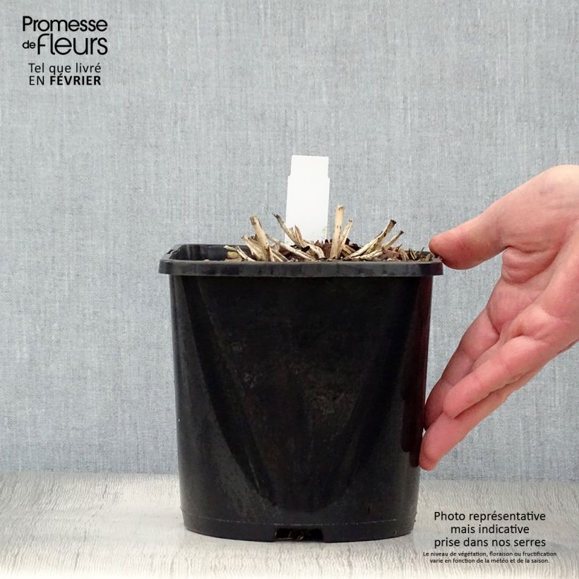 Example of Hosta June Pot van 1,5 l/2 l as you get in hiver