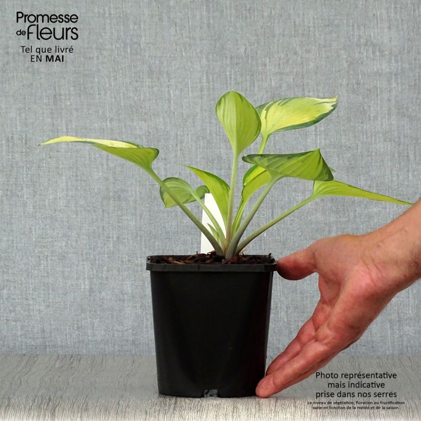 Exemplaar van Hosta June - Hartlelie Pot van 1,5 l/2 l zoals geleverd in de lente
