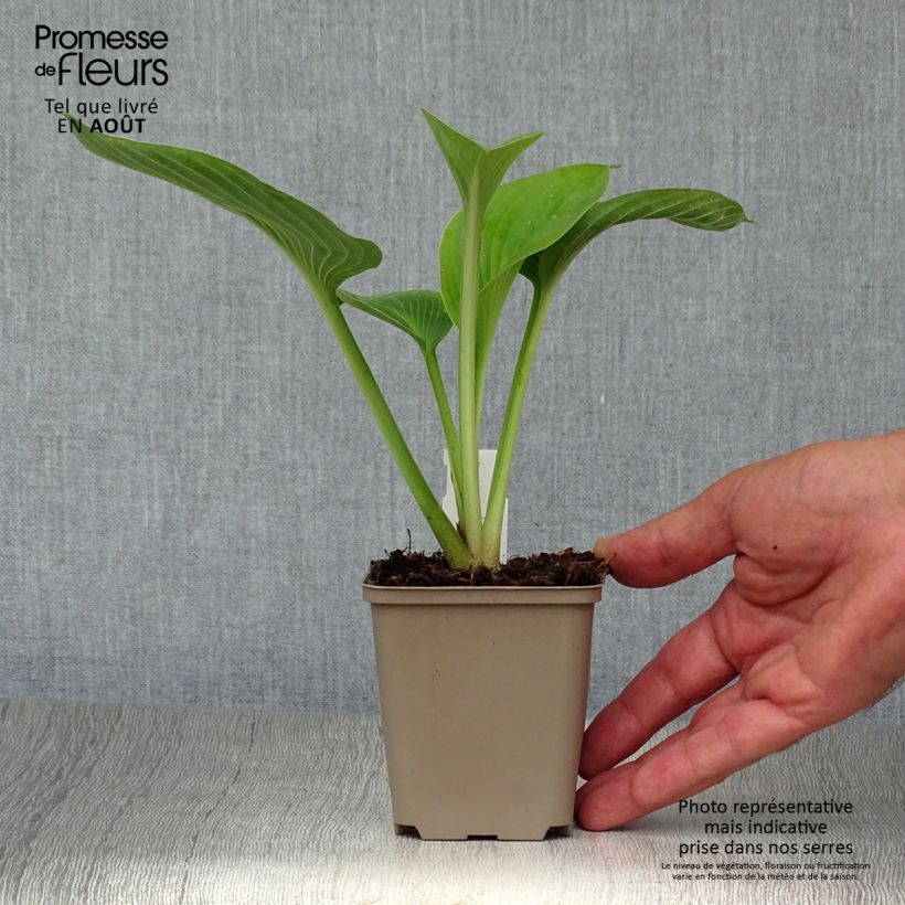 Exemplaar van Hosta Jurassic Park - Hartlelie Kweekpotje van 8/9 cm zoals geleverd in de zomer