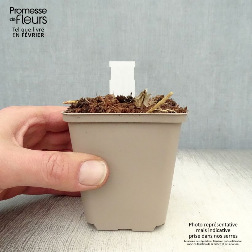 Example of Hosta Jurassic Park - Hartlelie Kweekpotje van 8/9 cm as you get in hiver