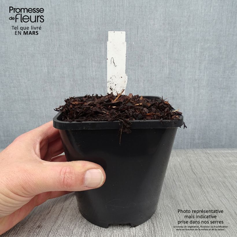 Example of Hosta Jurassic Park - Hartlelie Pot van 1,5 l/2 l as you get in hiver