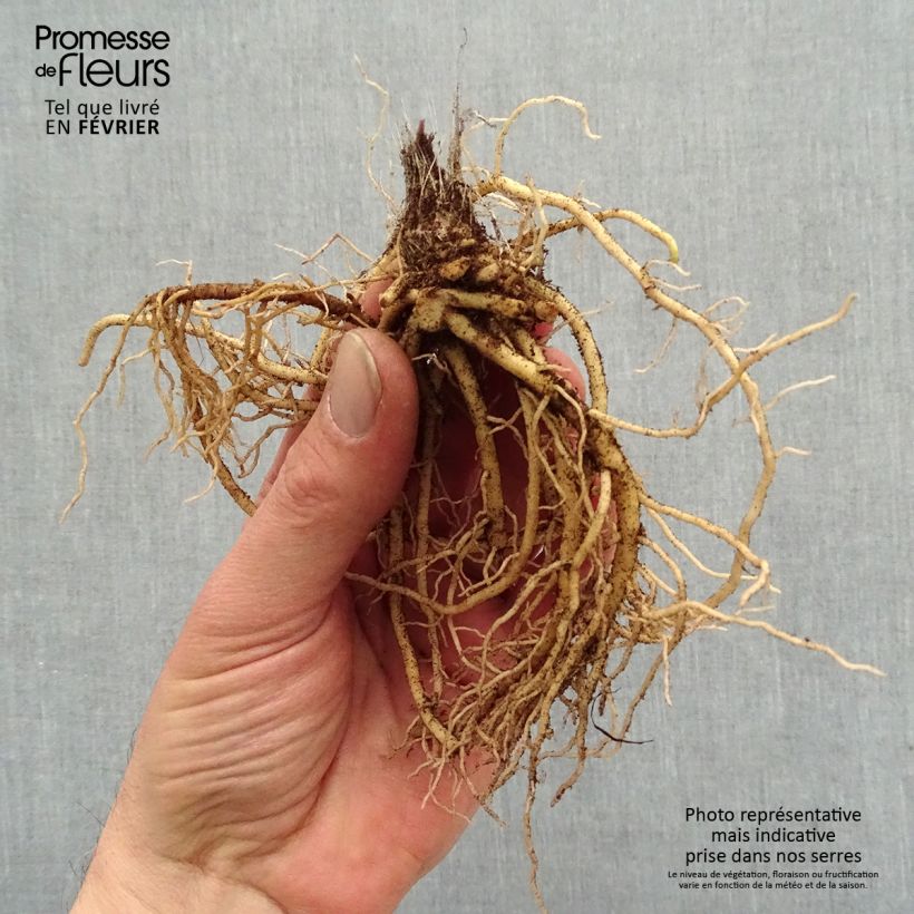 Example of Hosta Jurassic Park - Hartlelie Naakte wortel as you get in hiver