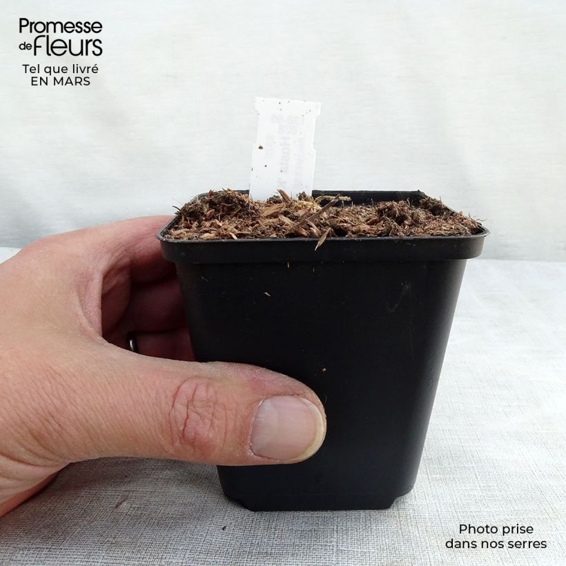 Example of Hosta Krossa Regal - Hartlelie Kweekpotje van 8/9 cm as you get in hiver