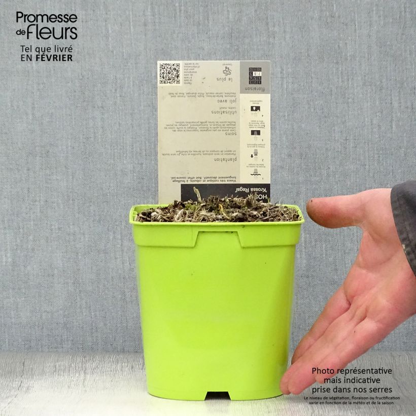 Example of Hosta Krossa Regal - Hartlelie Pot van 2 l/3 l as you get in hiver