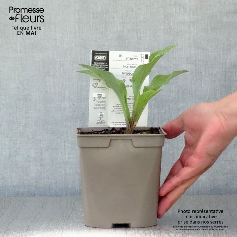 Exemplaar van Hosta Krossa Regal - Hartlelie Pot van 2 l/3 l zoals geleverd in de lente