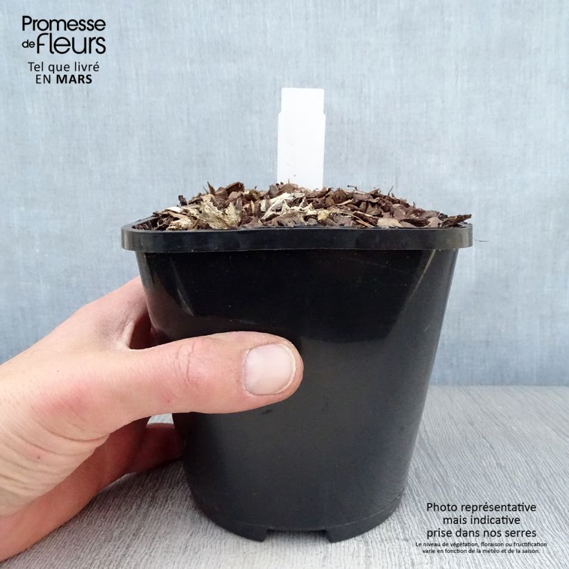 Exemplaar van Hosta Lakeside Maverick - Hartlelie Pot van 1,5 l/2 l zoals geleverd in de lente