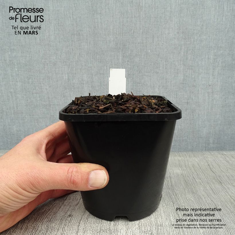 Example of Hosta Lakeside Paisley Print - Hartlelie Pot van 1,5 l/2 l as you get in hiver